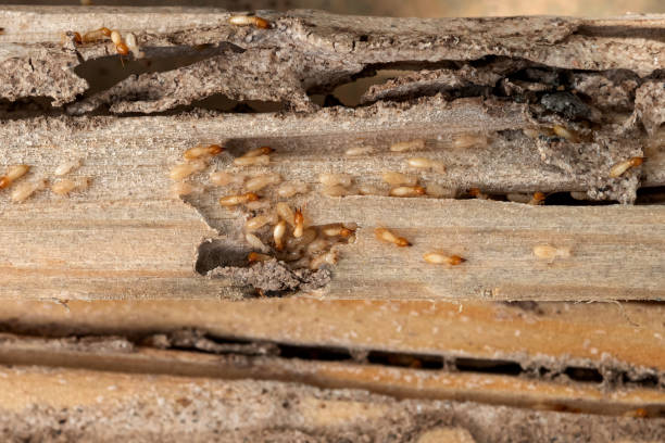 Best Best Pest Control Companies  in Le Grand, CA